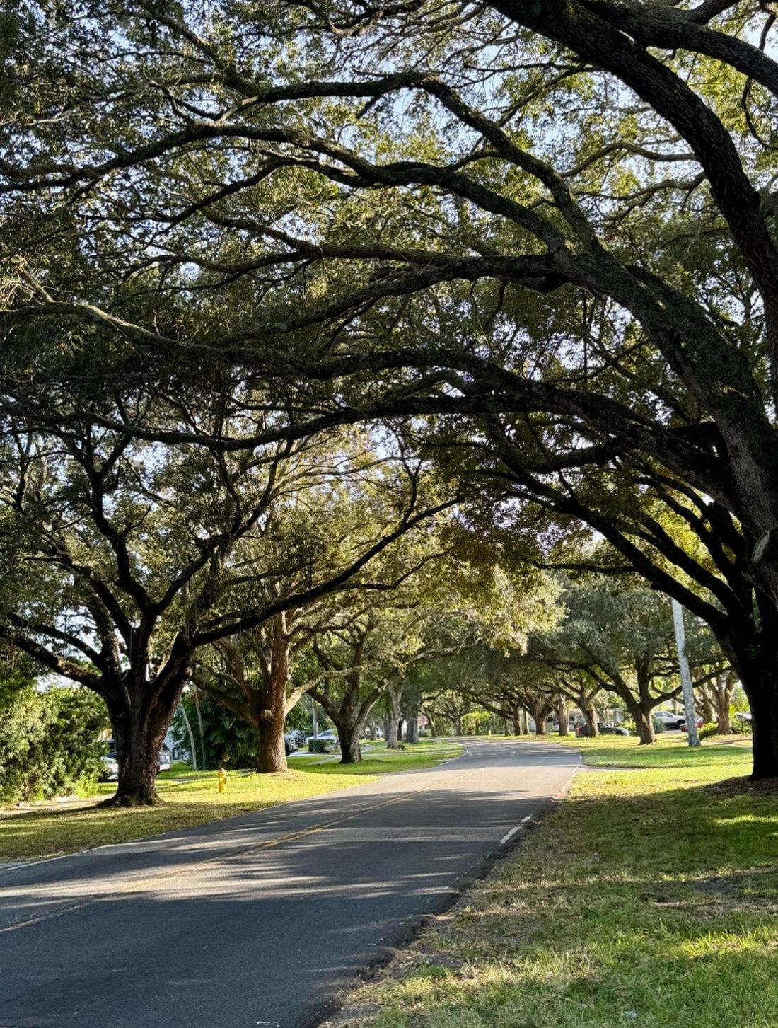 Lush tree-lined residential street in Plantation Florida with mature oak canopy
